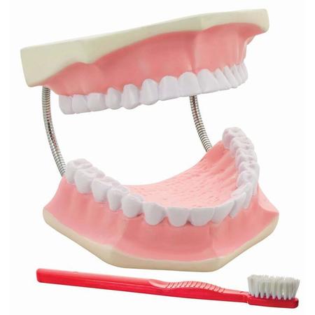 EISCO Dental Care Model - Giant, 3 times life size AM0050B